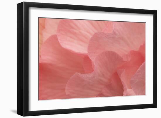 Rosy Begonia II-Rita Crane-Framed Photographic Print