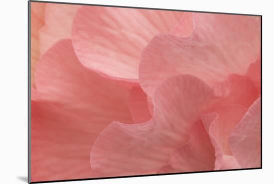 Rosy Begonia II-Rita Crane-Mounted Photographic Print