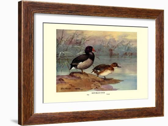 Rosy-Billed Duck-Allan Brooks-Framed Art Print