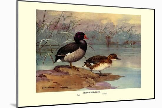 Rosy-Billed Duck-Allan Brooks-Mounted Art Print