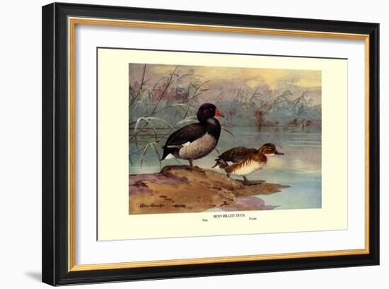 Rosy-Billed Duck-Allan Brooks-Framed Art Print