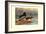 Rosy-Billed Duck-Allan Brooks-Framed Art Print