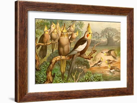 Rosy Cheeked Cockatiels or Cockatoo-F.W. Kuhnert-Framed Premium Giclee Print