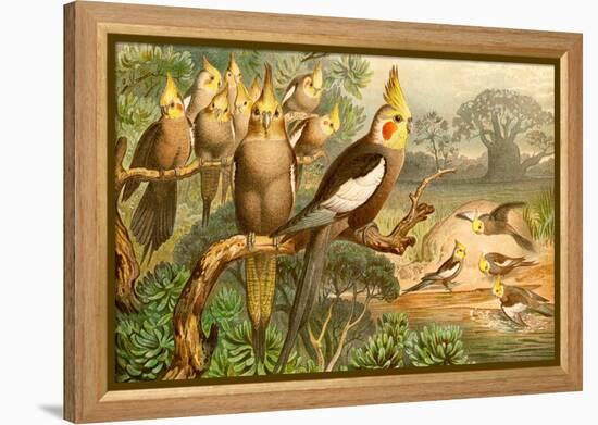 Rosy Cheeked Cockatiels or Cockatoo-F.W. Kuhnert-Framed Stretched Canvas