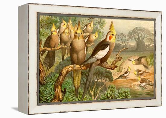 Rosy Cheeked Cockatiels or Cockatoo-F.W. Kuhnert-Framed Stretched Canvas