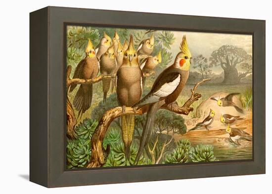 Rosy Cheeked Cockatiels or Cockatoo-F.W. Kuhnert-Framed Stretched Canvas