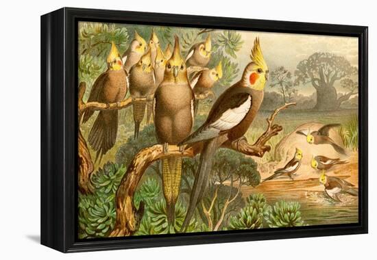 Rosy Cheeked Cockatiels or Cockatoo-F.W. Kuhnert-Framed Stretched Canvas