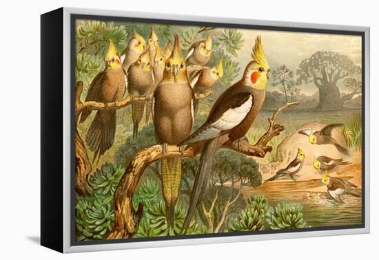 Rosy Cheeked Cockatiels or Cockatoo-F.W. Kuhnert-Framed Stretched Canvas