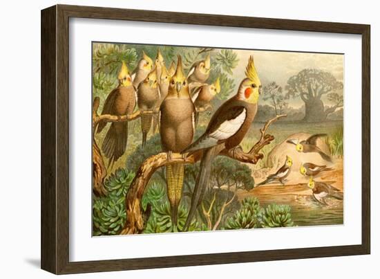 Rosy Cheeked Cockatiels or Cockatoo-F.W. Kuhnert-Framed Art Print