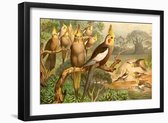 Rosy Cheeked Cockatiels or Cockatoo-F.W. Kuhnert-Framed Art Print