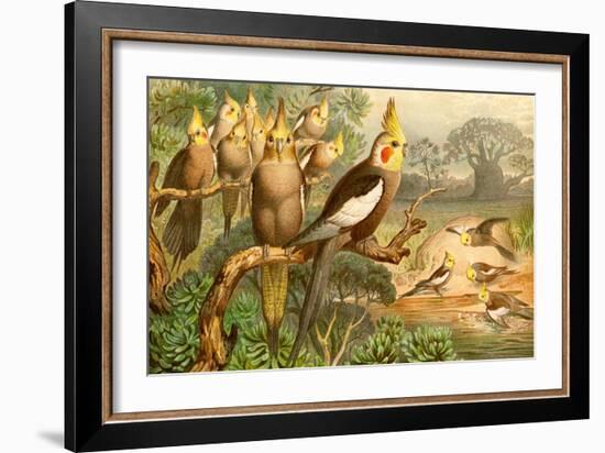 Rosy Cheeked Cockatiels or Cockatoo-F.W. Kuhnert-Framed Art Print