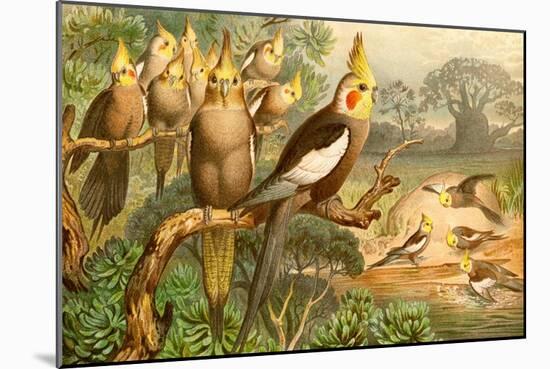 Rosy Cheeked Cockatiels or Cockatoo-F.W. Kuhnert-Mounted Art Print