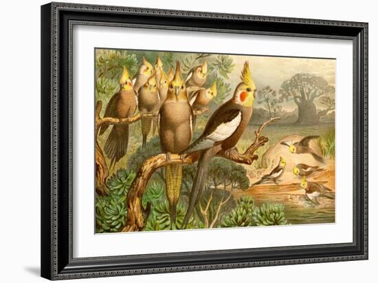 Rosy Cheeked Cockatiels or Cockatoo-F.W. Kuhnert-Framed Art Print