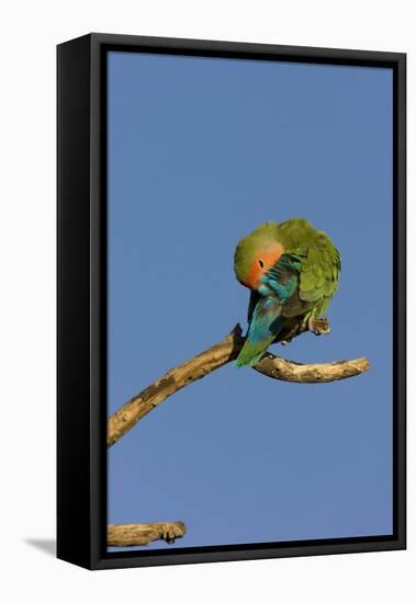 Rosy Faced Lovebird Preening-null-Framed Premier Image Canvas