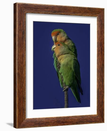 Rosy Faced Lovebirds-Art Wolfe-Framed Photographic Print