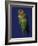 Rosy Faced Lovebirds-Art Wolfe-Framed Photographic Print