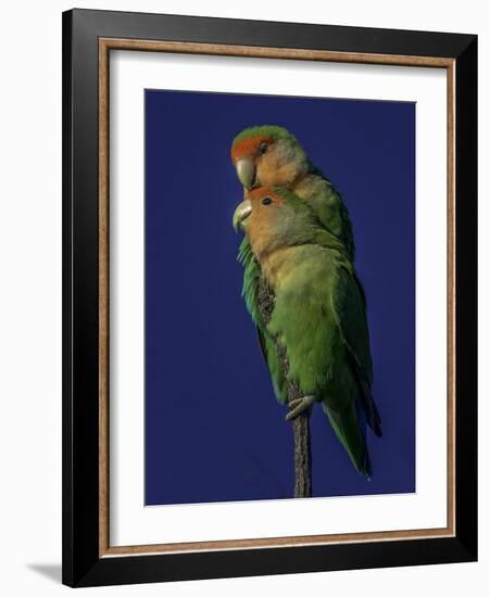Rosy Faced Lovebirds-Art Wolfe-Framed Photographic Print
