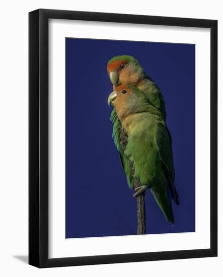 Rosy Faced Lovebirds-Art Wolfe-Framed Photographic Print