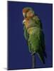 Rosy Faced Lovebirds-Art Wolfe-Mounted Photographic Print