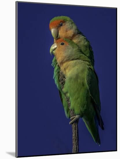 Rosy Faced Lovebirds-Art Wolfe-Mounted Photographic Print