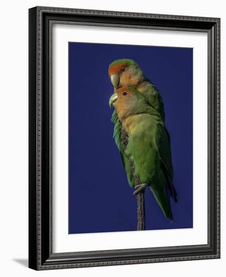 Rosy Faced Lovebirds-Art Wolfe-Framed Photographic Print