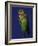 Rosy Faced Lovebirds-Art Wolfe-Framed Photographic Print