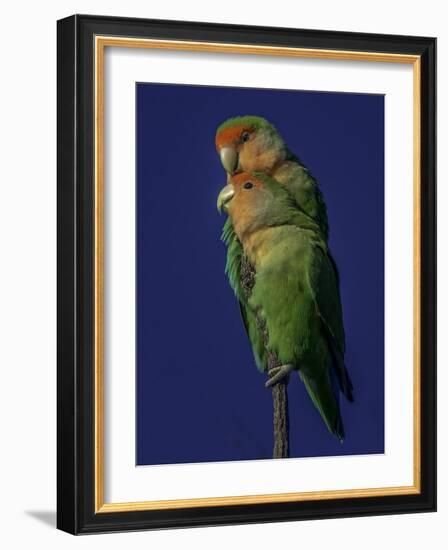 Rosy Faced Lovebirds-Art Wolfe-Framed Photographic Print