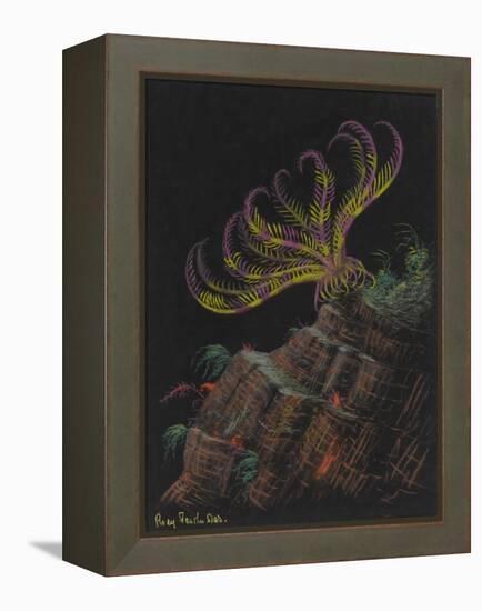 Rosy Feather Star-Philip Henry Gosse-Framed Premier Image Canvas