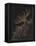 Rosy Feather Star-Philip Henry Gosse-Framed Premier Image Canvas