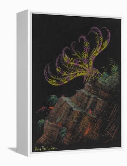 Rosy Feather Star-Philip Henry Gosse-Framed Premier Image Canvas