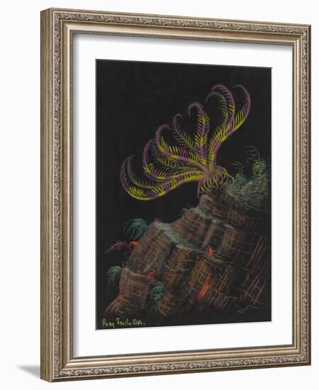 Rosy Feather Star-Philip Henry Gosse-Framed Giclee Print