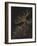 Rosy Feather Star-Philip Henry Gosse-Framed Giclee Print