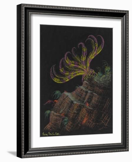 Rosy Feather Star-Philip Henry Gosse-Framed Giclee Print