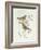 Rosy Finch (Erythrospiza Incarnata)-John Gould-Framed Giclee Print