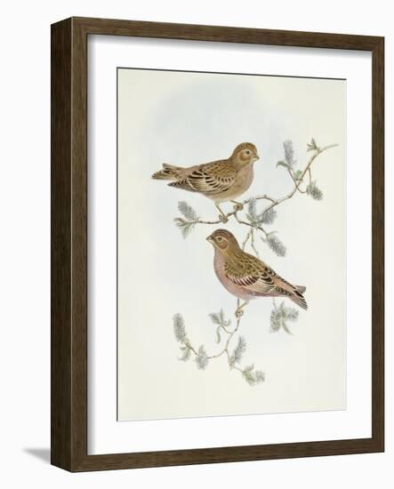 Rosy Finch (Erythrospiza Incarnata)-John Gould-Framed Giclee Print