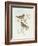 Rosy Finch (Erythrospiza Incarnata)-John Gould-Framed Giclee Print