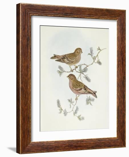 Rosy Finch (Erythrospiza Incarnata)-John Gould-Framed Giclee Print