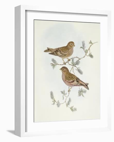 Rosy Finch (Erythrospiza Incarnata)-John Gould-Framed Giclee Print