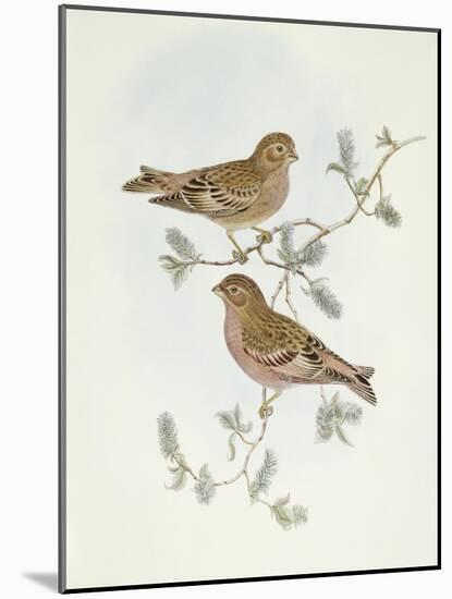Rosy Finch (Erythrospiza Incarnata)-John Gould-Mounted Giclee Print