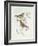 Rosy Finch (Erythrospiza Incarnata)-John Gould-Framed Giclee Print