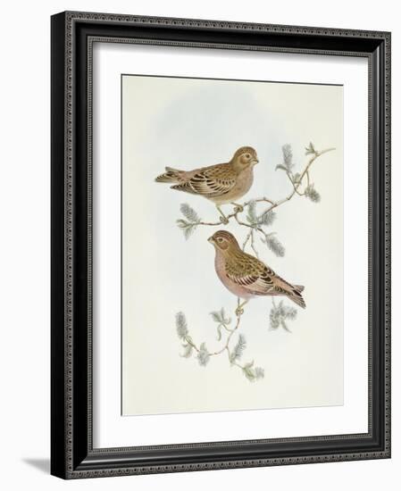 Rosy Finch (Erythrospiza Incarnata)-John Gould-Framed Giclee Print