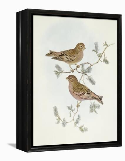 Rosy Finch (Erythrospiza Incarnata)-John Gould-Framed Premier Image Canvas