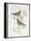 Rosy Finch (Erythrospiza Incarnata)-John Gould-Framed Premier Image Canvas