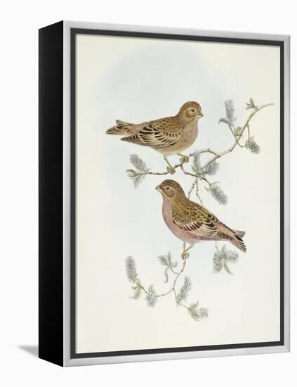 Rosy Finch (Erythrospiza Incarnata)-John Gould-Framed Premier Image Canvas