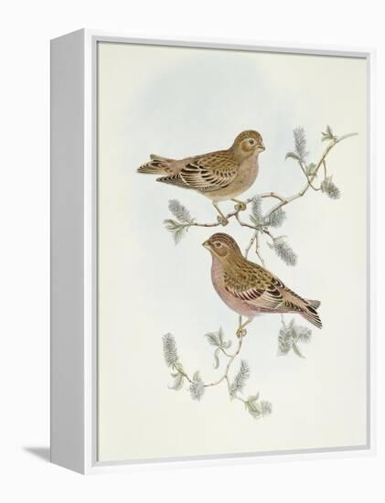 Rosy Finch (Erythrospiza Incarnata)-John Gould-Framed Premier Image Canvas