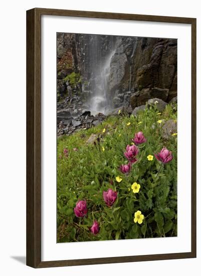 Rosy Paintbrush and Alpine Avens, San Juan Nat'l Forest, Colorado, USA-James Hager-Framed Photographic Print