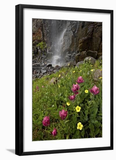 Rosy Paintbrush and Alpine Avens, San Juan Nat'l Forest, Colorado, USA-James Hager-Framed Photographic Print