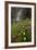 Rosy Paintbrush and Alpine Avens, San Juan Nat'l Forest, Colorado, USA-James Hager-Framed Photographic Print