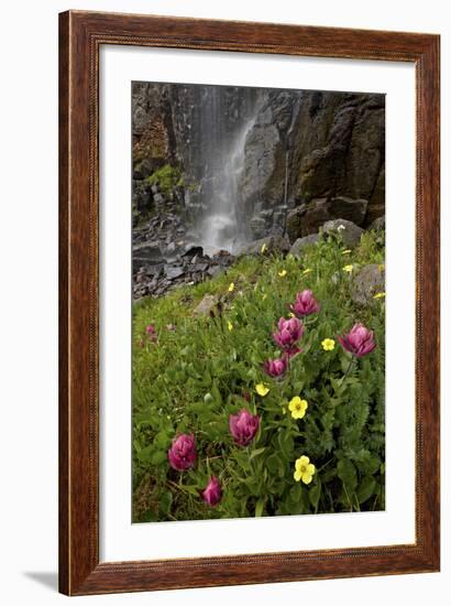 Rosy Paintbrush and Alpine Avens, San Juan Nat'l Forest, Colorado, USA-James Hager-Framed Photographic Print