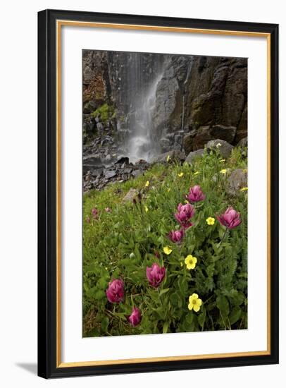 Rosy Paintbrush and Alpine Avens, San Juan Nat'l Forest, Colorado, USA-James Hager-Framed Photographic Print